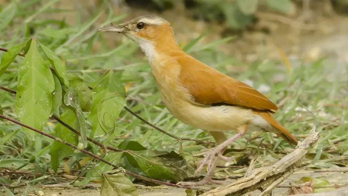 File:Furnarius longirostris - Caribbean Hornero; Puerto Colombia, Atlántico, Colombia.jpg