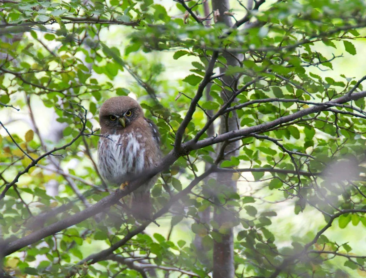 File:Austral Pygmy Owl Glaucidium nana, Cerro Fitzroy.jpg