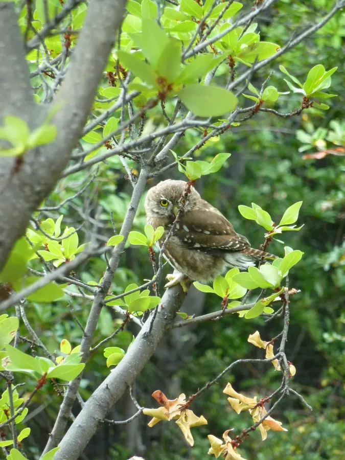 File:Austral Pygmy Owl Glaucidium nana, Torres del Paine 2.jpg