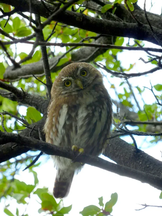 File:Austral Pygmy Owl Glaucidium nana, Torres del Paine 1.jpg