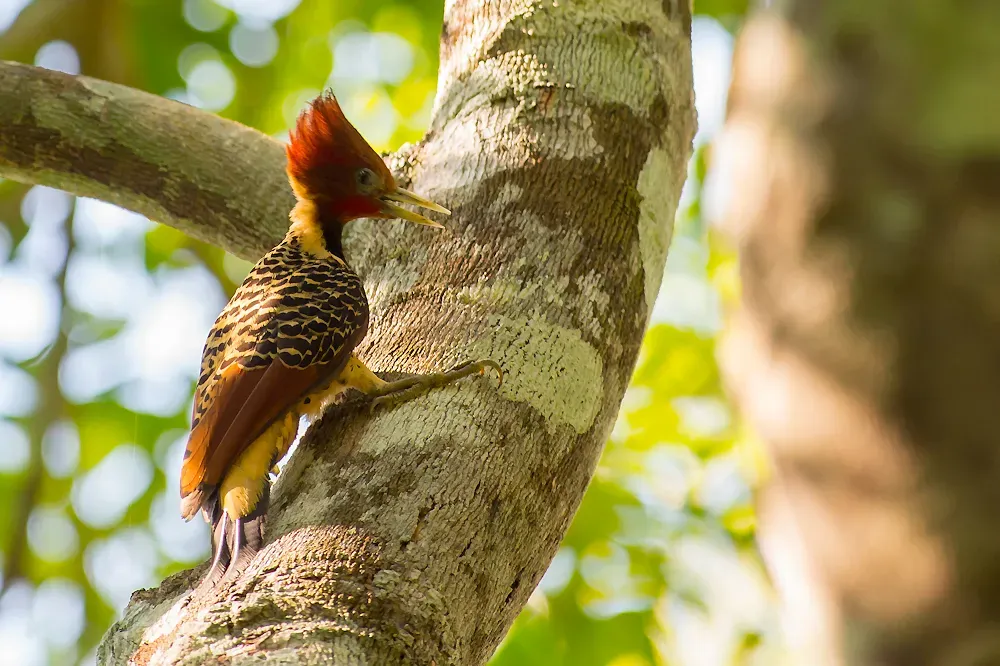 File:Rufous-headed woodpecker-Celeus spectabilis.jpg