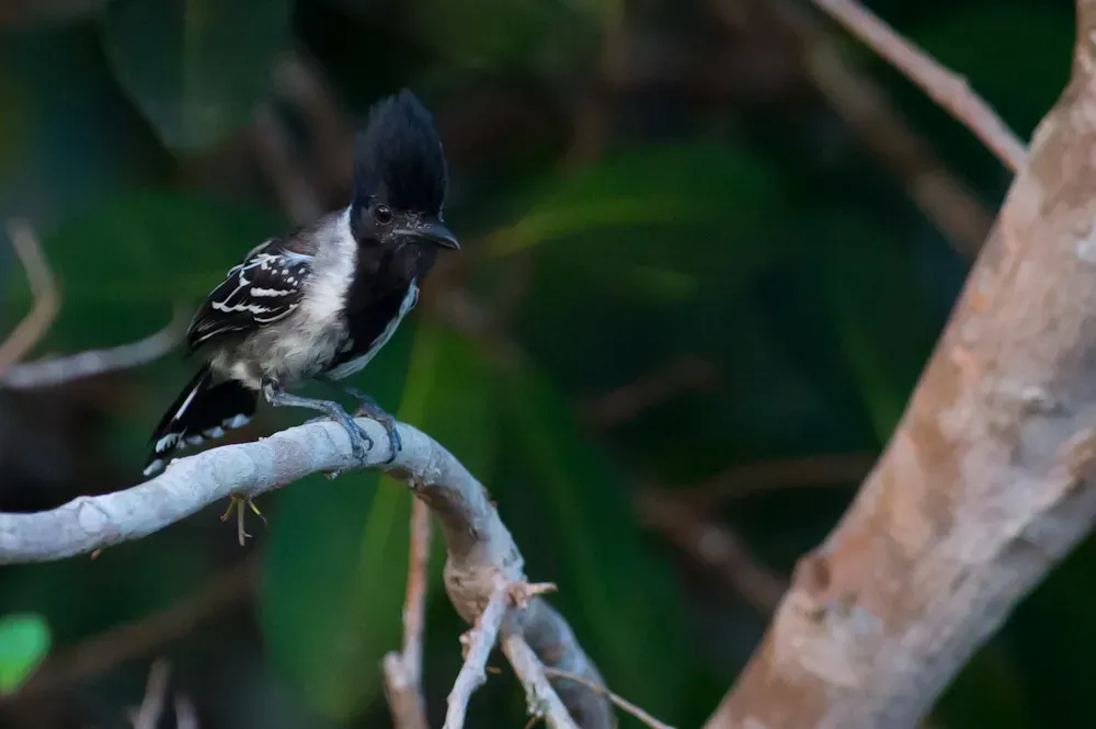 File:Sakesphorus canadensis Black-crested Antshrike.jpg