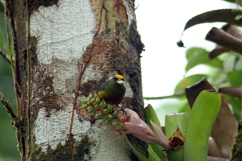 File:Euphonia-gouldi-2.jpg