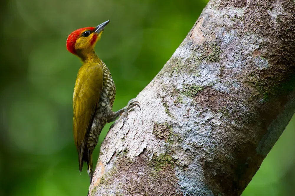 File:Yellow-throated woodpecker (Piculus flavigula).jpg