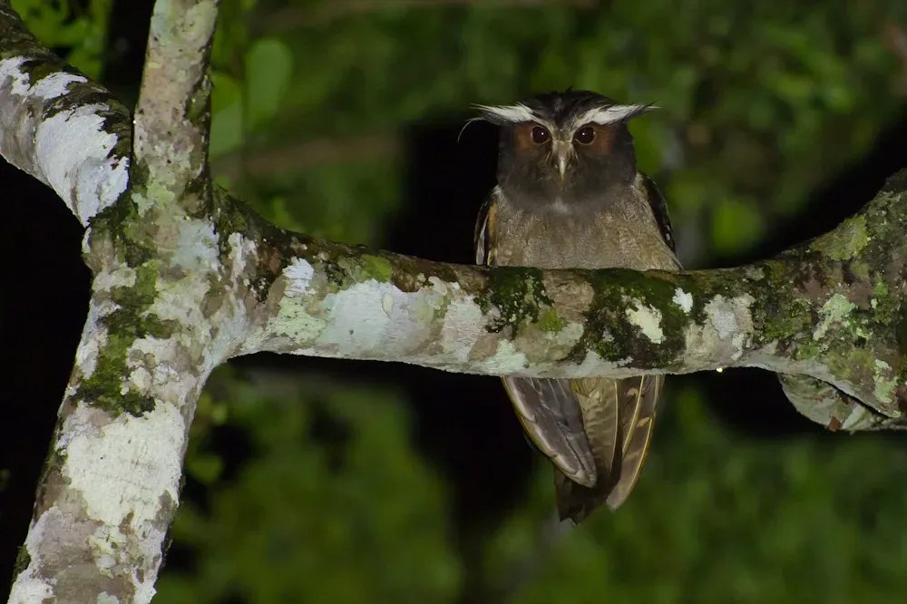 File:Crested Owl - Lophostrix cristata.jpg