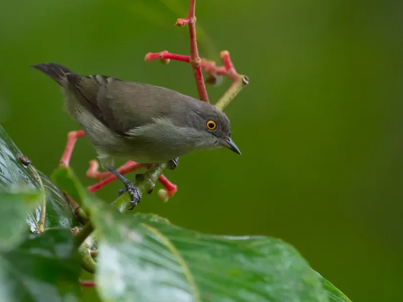 File:Dacnis lineata - female.jpg