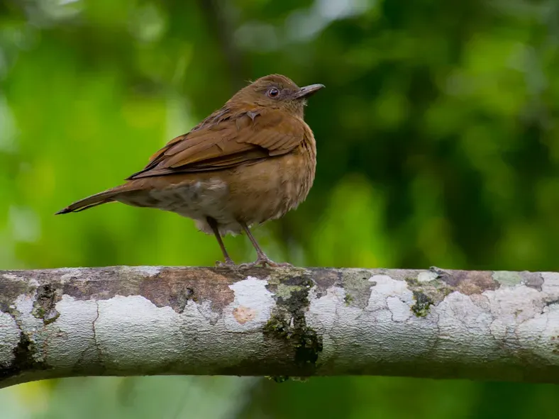 File:Turdus hauxwelli.jpg