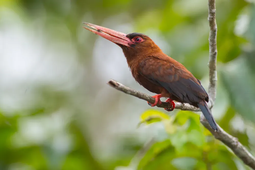File:Purus jacamar (Galbalcyrhynchus purusianus).jpg