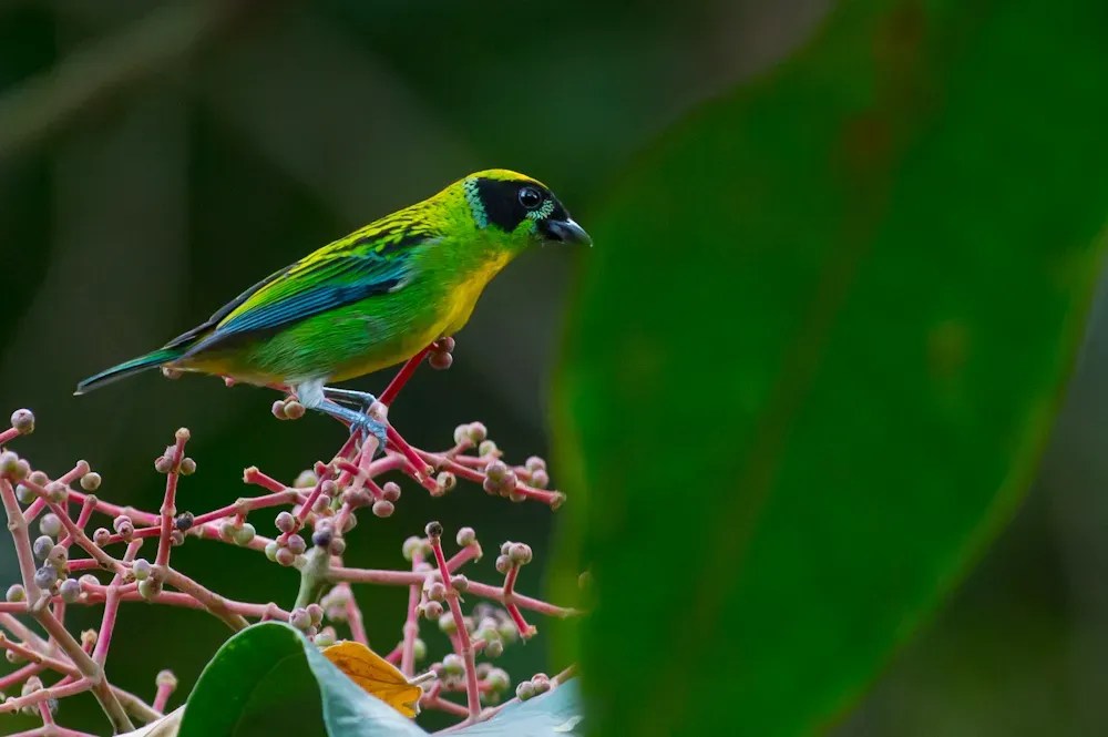 File:Tangara schrankii, Green-and-gold Tanager.jpg
