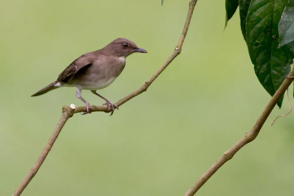 File:Turdus ignobilis, Black-billed Thrush.jpg
