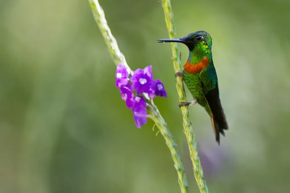 File:Heliodoxa aurescens, Gould's Jewelfront.jpg