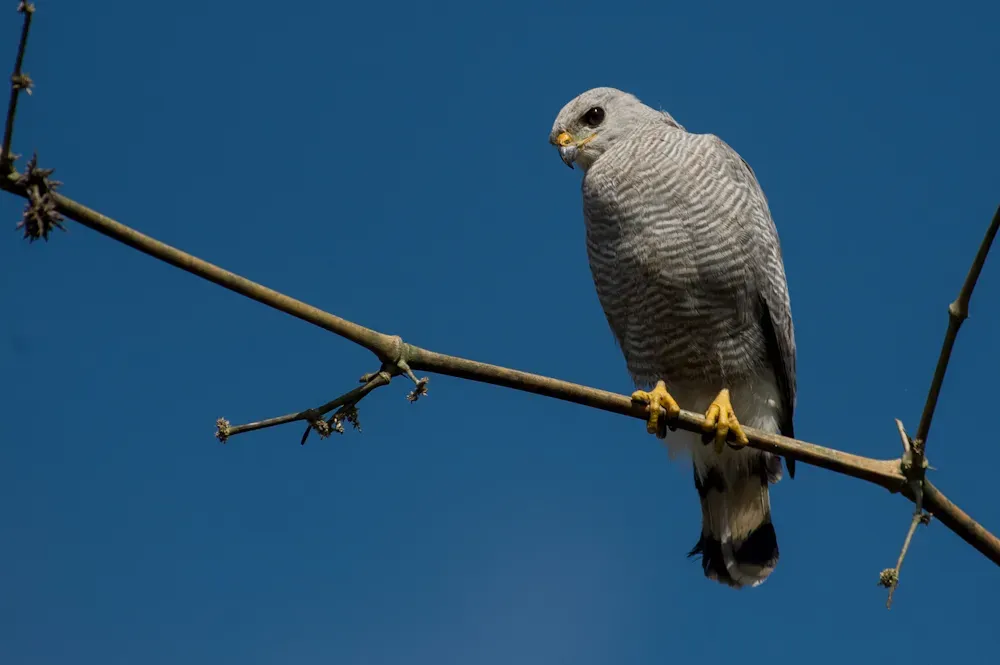 File:Grey-lined hawk (Buteo nitidus).jpg