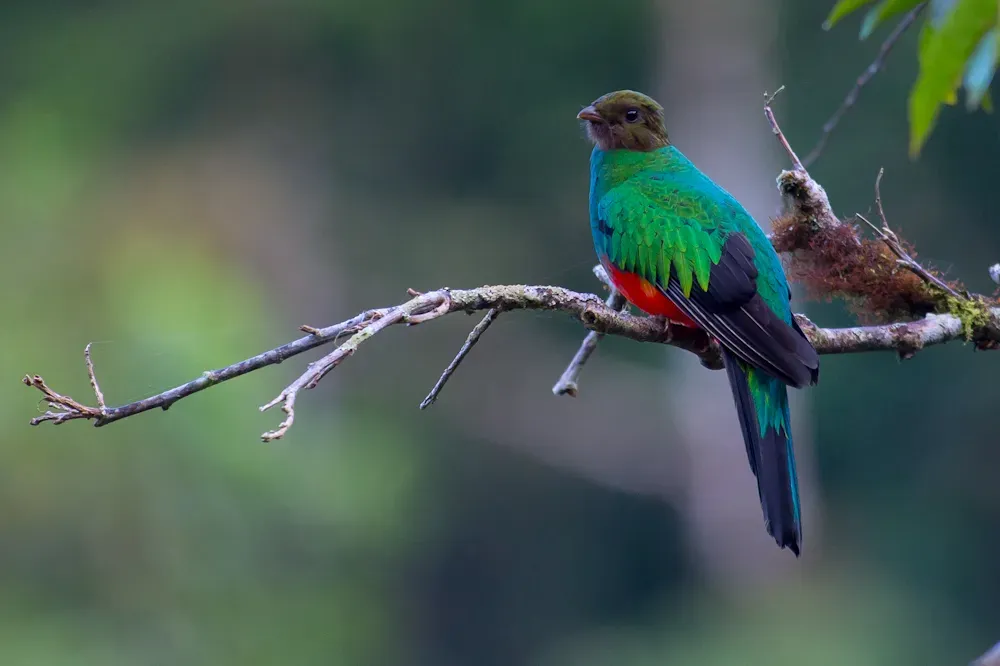 File:Pharomachrus auriceps, Golden-headed Quetzal.jpg