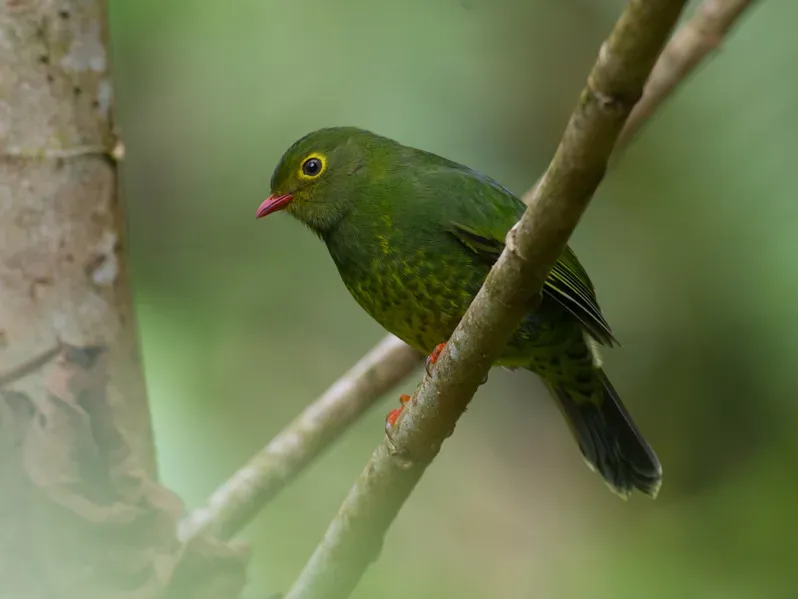 File:Pipreola intermedia, Band-tailed Fruiteater.jpg