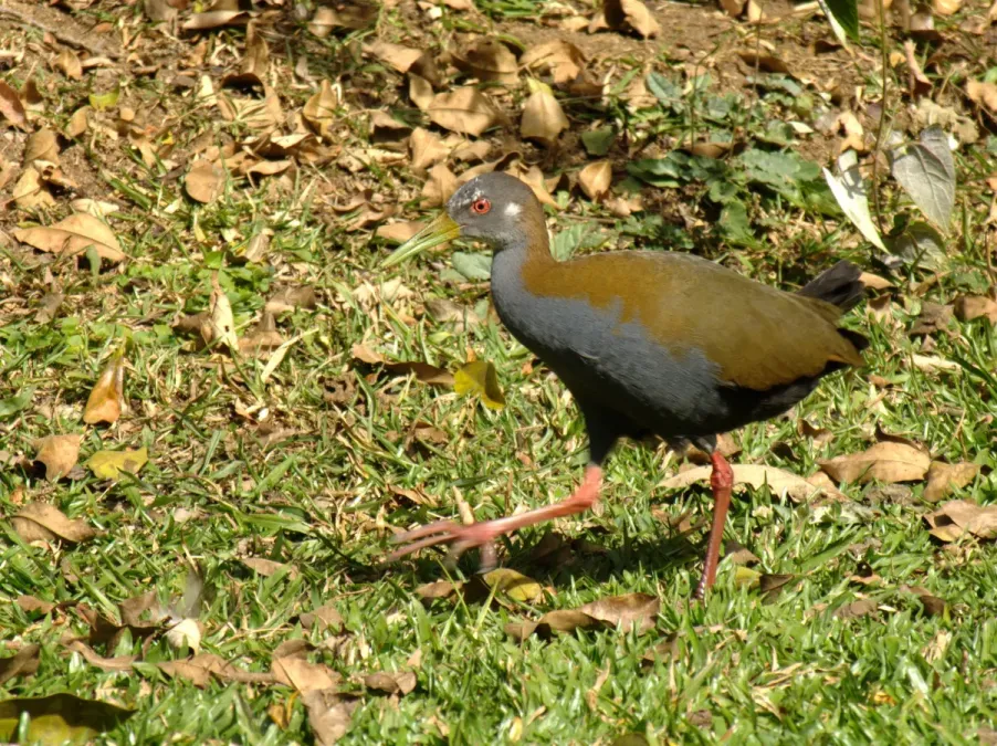 File:Aramides saracura.jpg