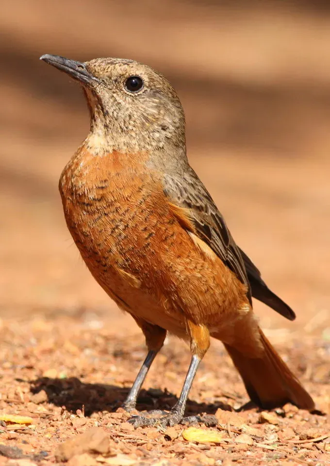 File:Cape Rock Thrush, Monticola rupestris at Suikerbosrand Nature Reserve, Gauteng, South Africa -- FEMALE (15514996281).jpg