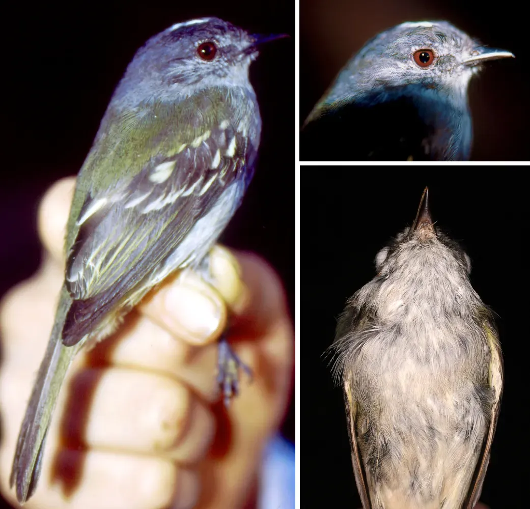 File:Pics of male paratype - Myiopagis olallai coopmansi (15323404029).jpg