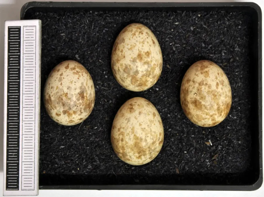 File:Lanius meridionalis MWNH 2307.jpg