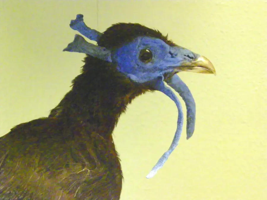File:Lophura bulweri.jpg