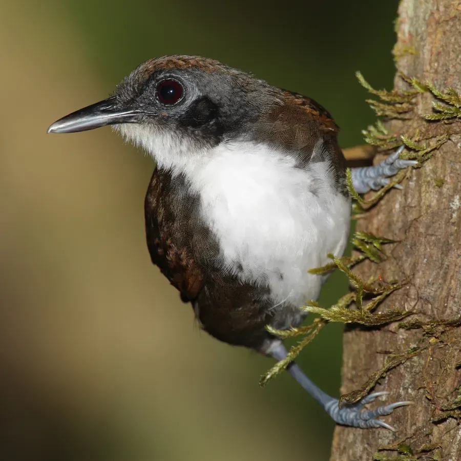 File:Gymnopithys-leucaspis-001.jpg