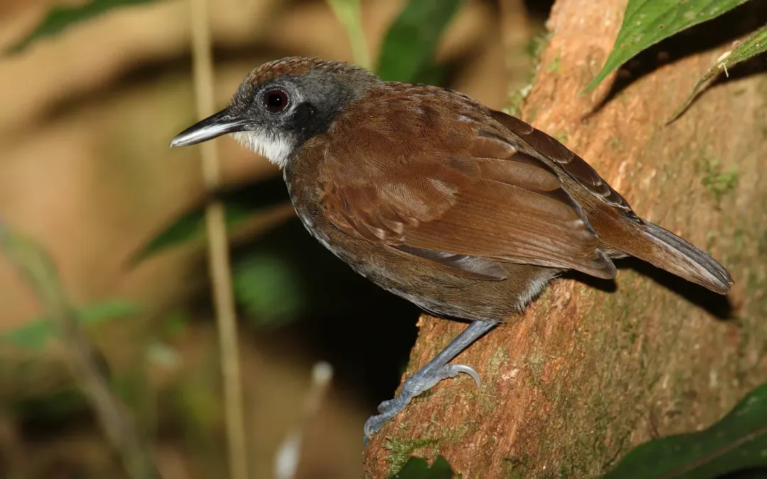 File:Gymnopithys-leucaspis-002.jpg