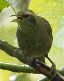 File:Giant White-eye Palau Greater White-eye Megazosterops palauensis photographed on Peleliu on 08 June 2013 by Devon Pike.jpg