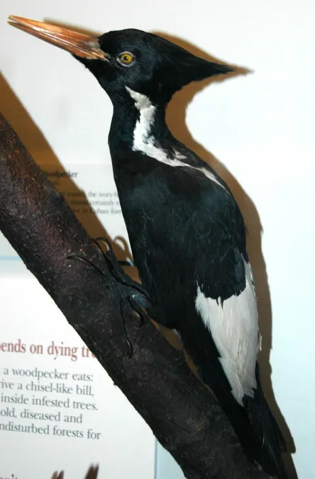 File:Campephilus principalis (ivory-billed woodpecker).jpg