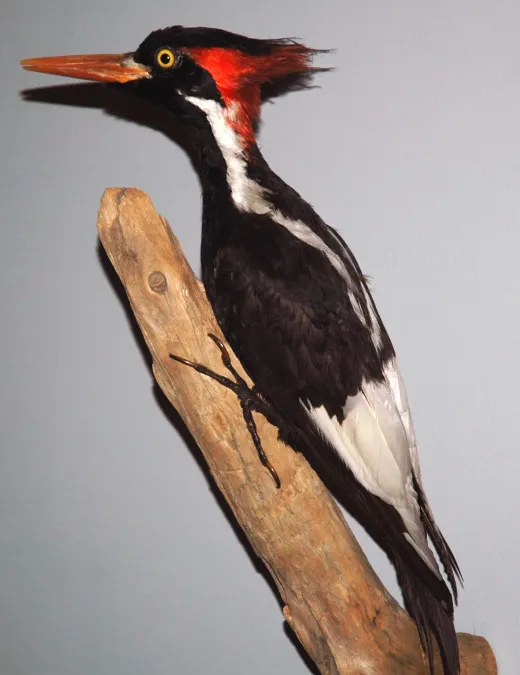 File:Campephilus principalis (ivory-billed woodpecker) male.jpg