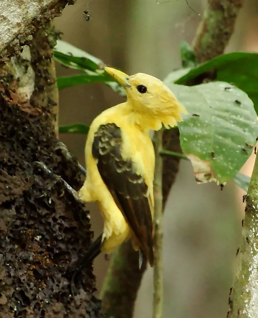File:Celeus flavus - Cream-colored Woodpecker (female).JPG