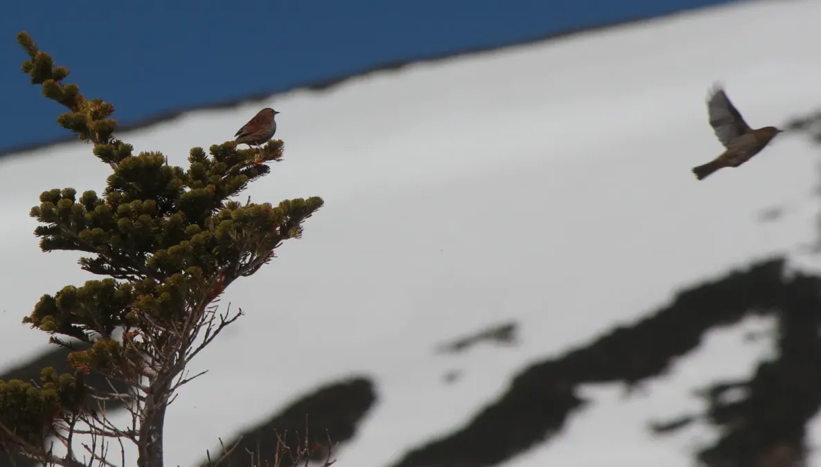 File:Prunella rubida (in flight).JPG