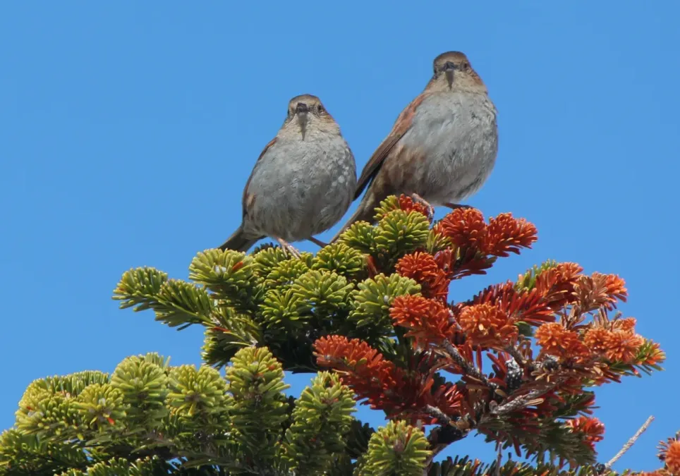 File:Prunella rubida (on tree).JPG