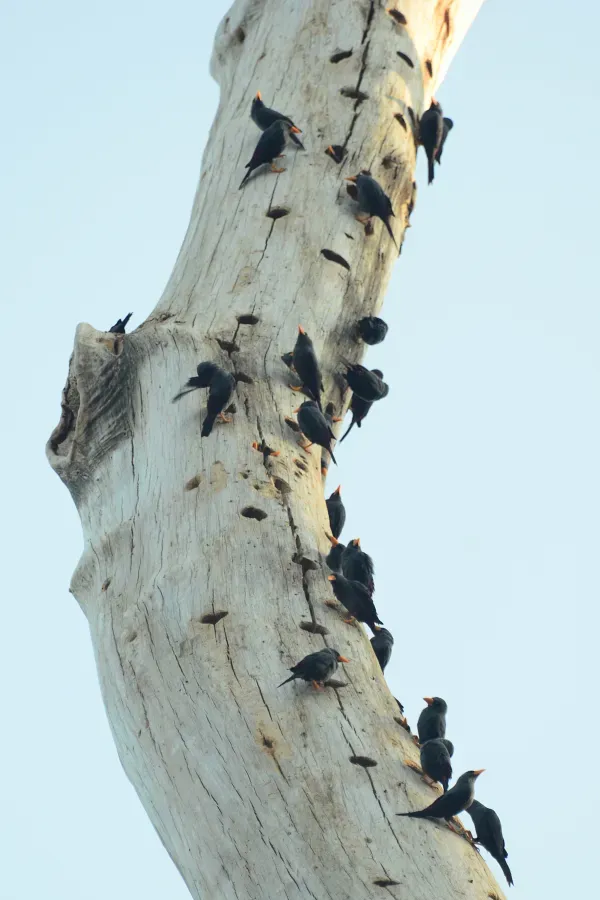 File:Scissirostrum dubium at Mount Tumpa.JPG