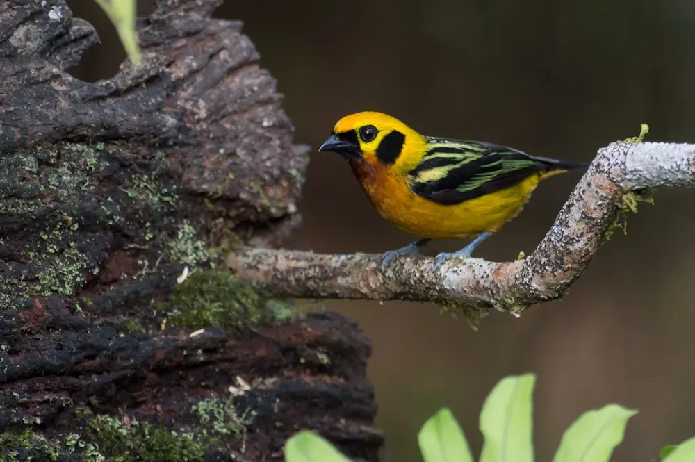 File:Tangara arthus-Golden Tanager.jpg