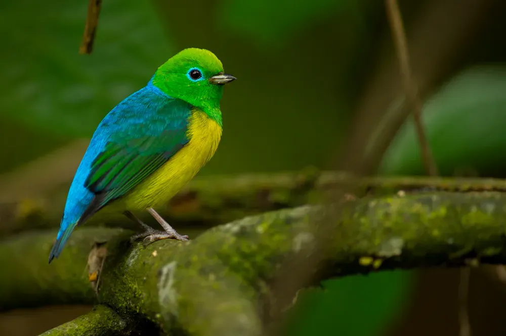 File:Chlorophonia cyanea Blue-naped Chlorophonia.jpg