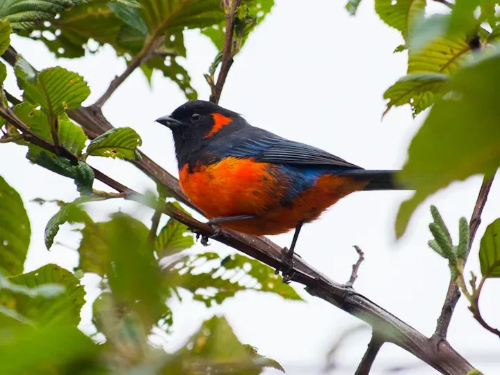 File:Anisognathus igniventris Scarlet-bellied Mountain-Tanager.jpg