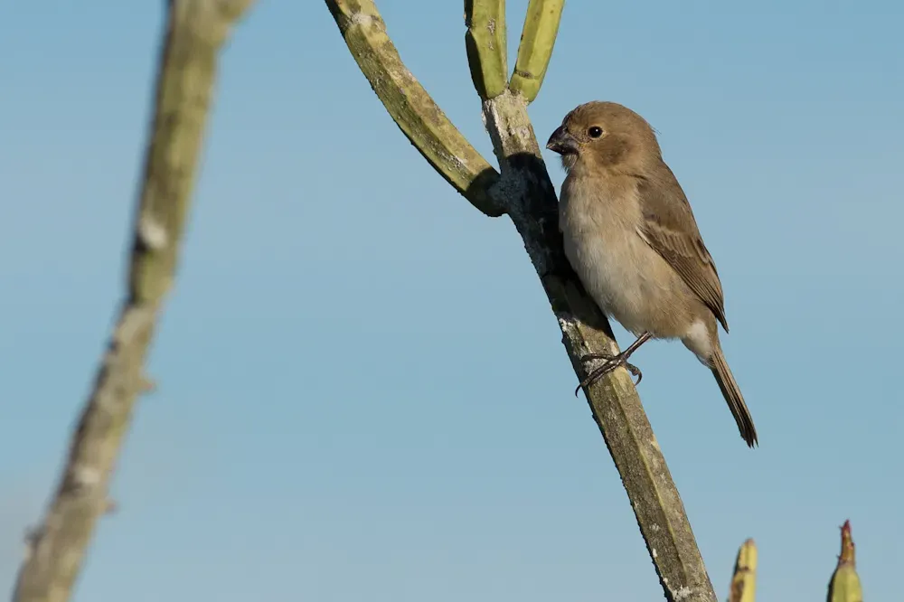 File:White-throated Seedeater, Sporophila albogularis.jpg