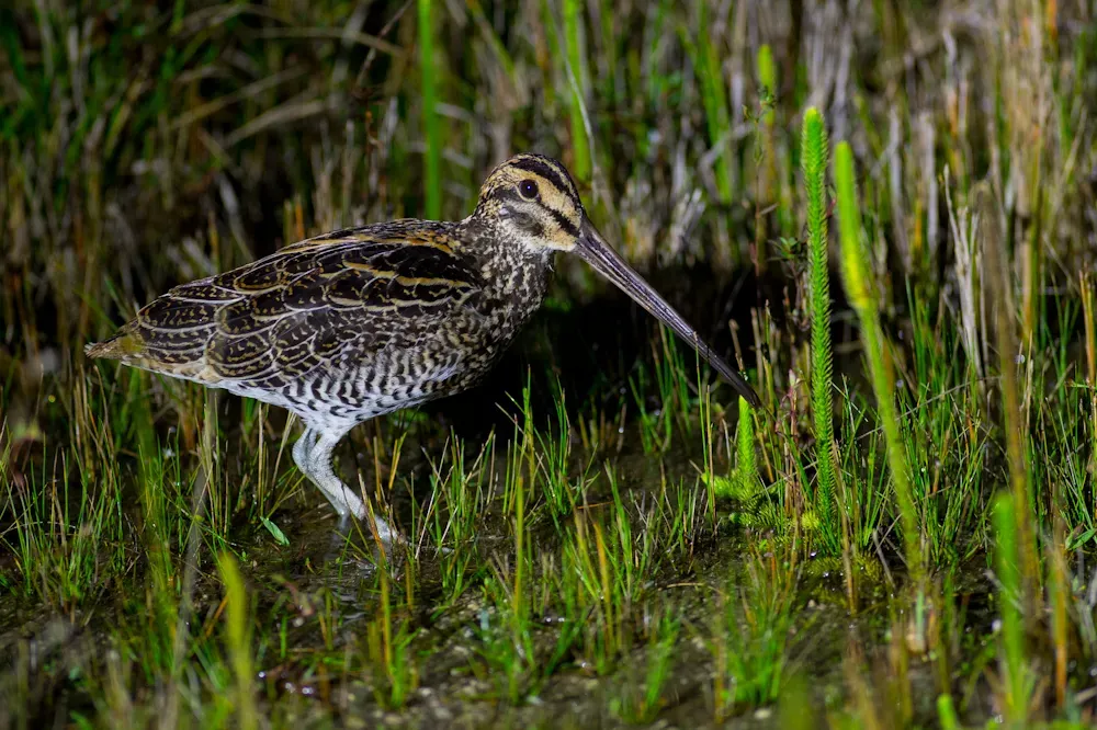 File:Giant Snipe, Gallinago undulata.jpg