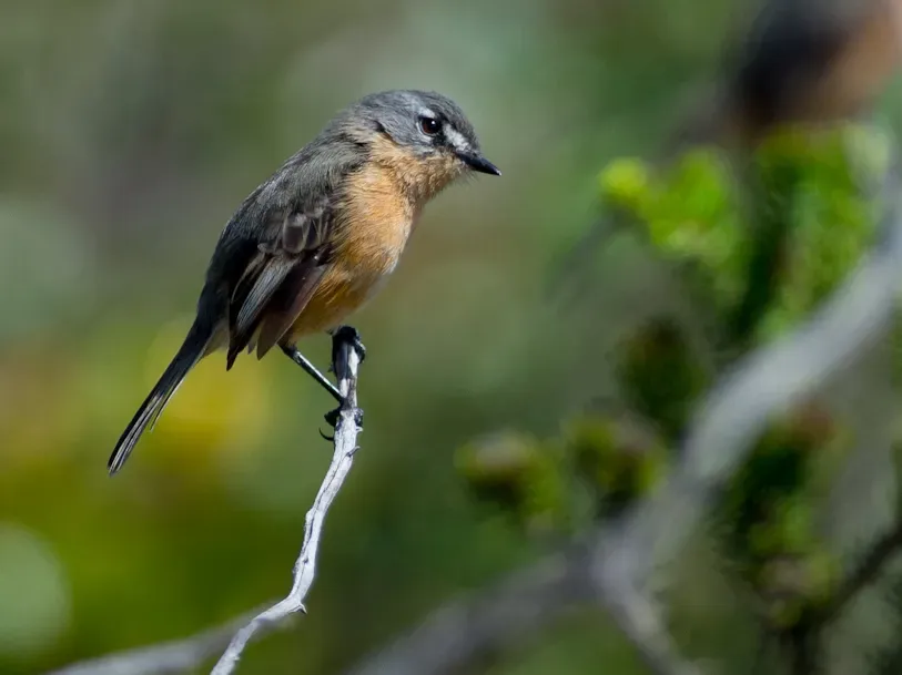 File:Rufous-sided Pygmy-tyrant Euscarthmus rufomarginatus.jpg