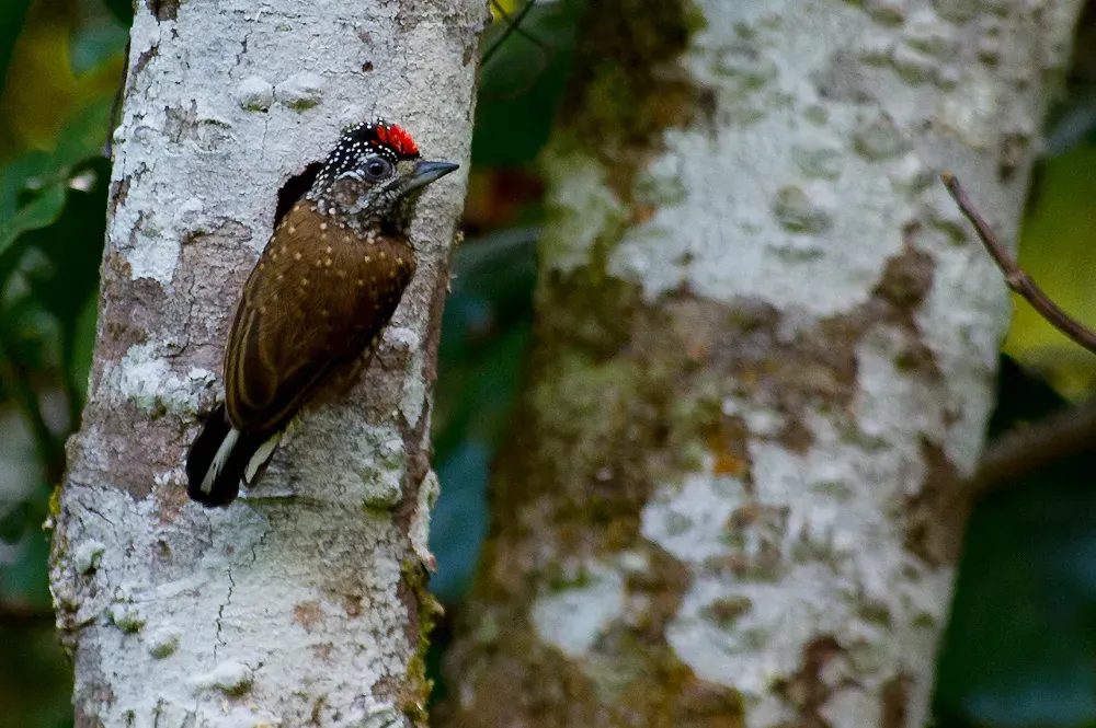 File:Spotted Piculet Picumnus pygmaeus.jpg