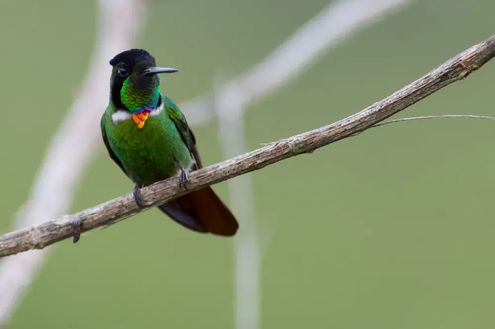 File:Hooded Visorbearer Augastes lumachella.jpg