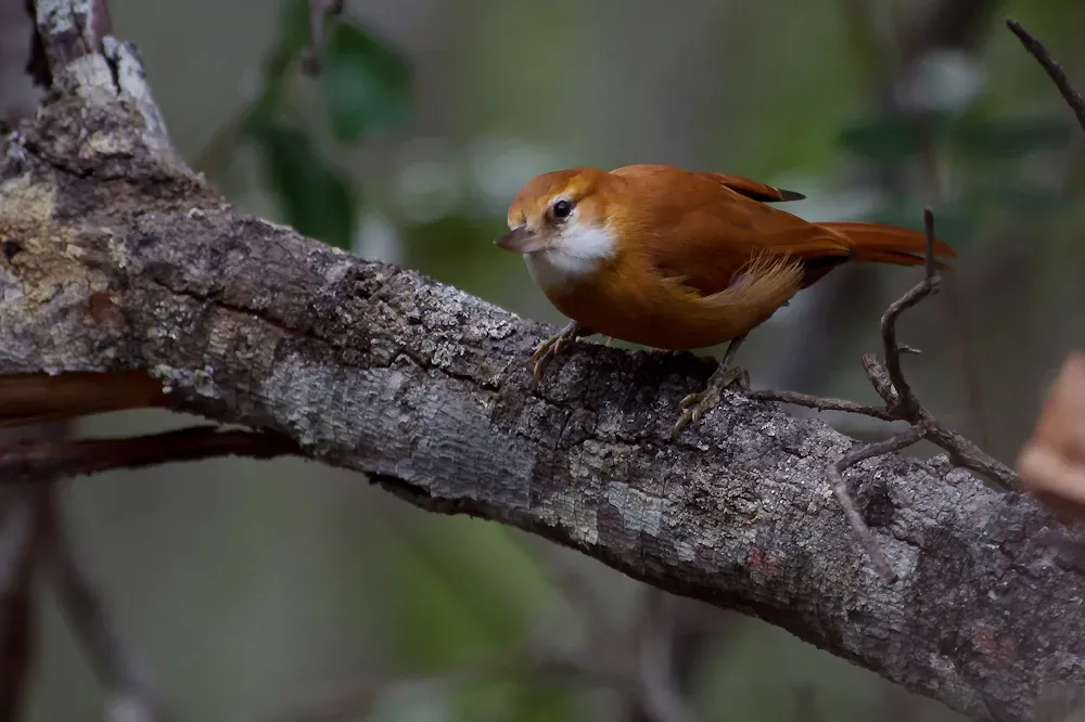 File:Great Xenops Megaxenops parnaguae.jpg