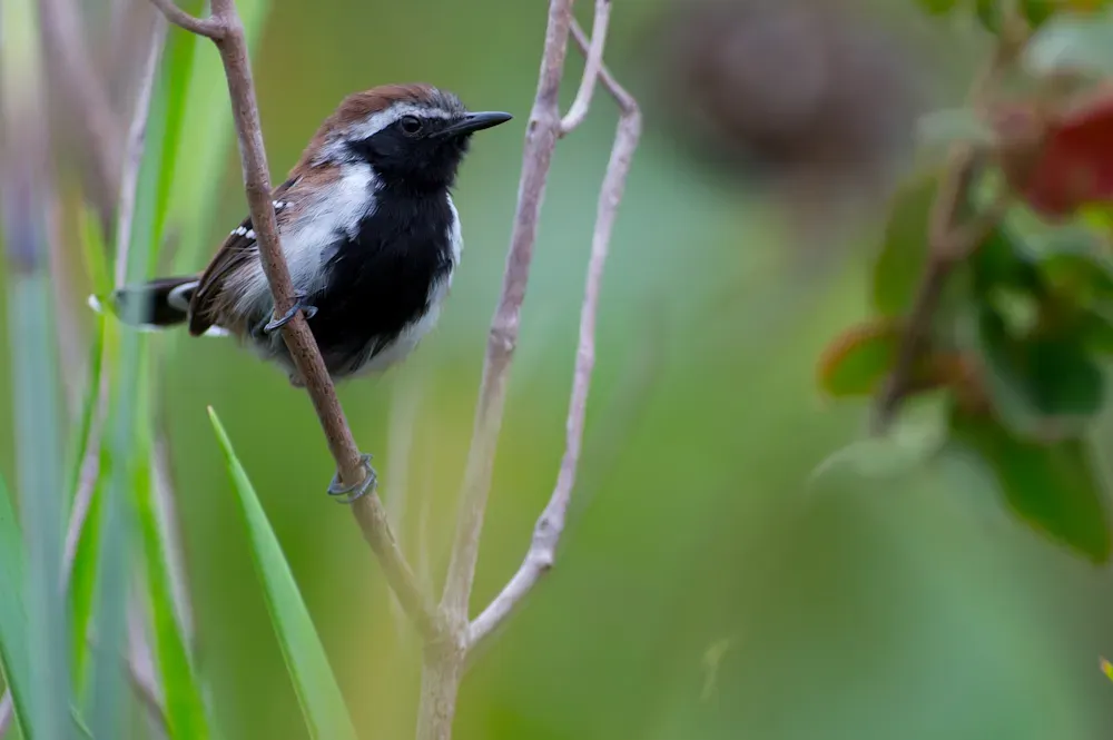 File:Sincora Antwren Formicivora grantsaui.jpg