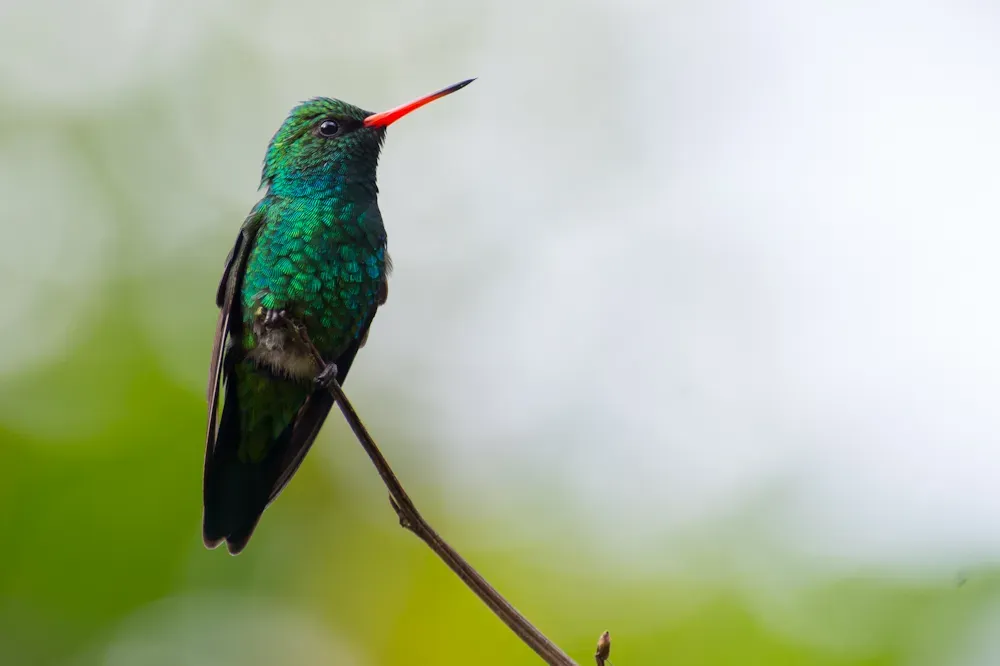 File:Chlorostilbon lucidus Glittering-bellied Emerald, Petrópolis, Rio de Janeiro, Brasil.jpg