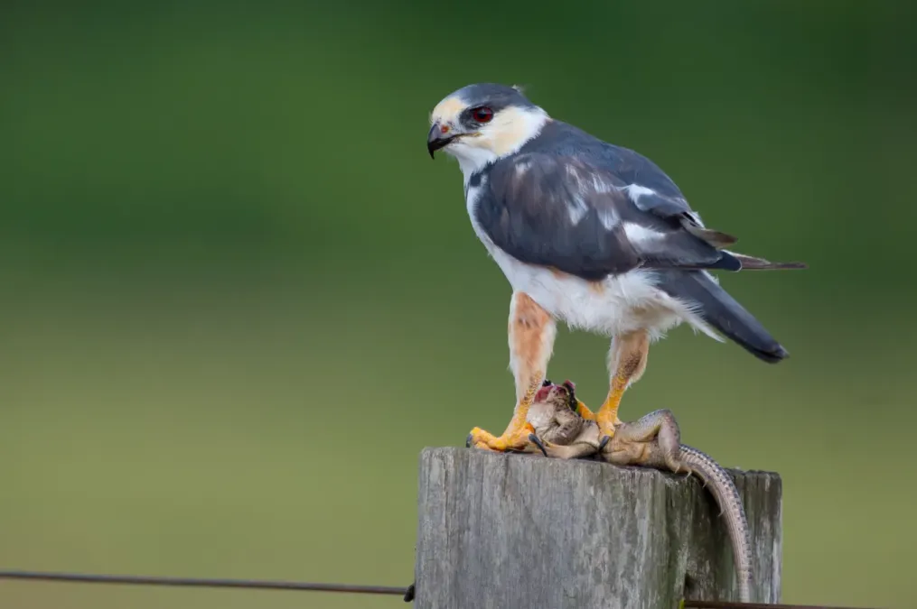 File:Gampsonyx swainsonii Pearl Kite.jpg