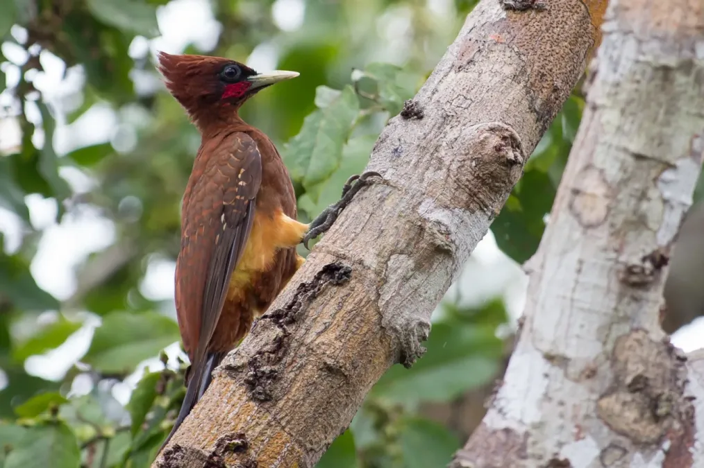 File:Celeus elegans Chestnut Woodpecker.jpg