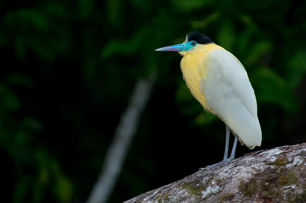 File:Pilherodius pileatus Capped Heron.jpg