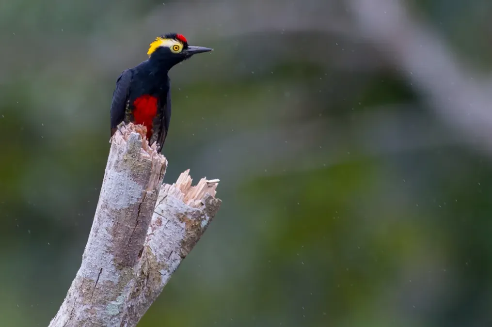 File:Melanerpes cruentatus Yellow-tufted Woodpecker.jpg