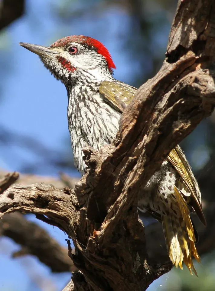 File:Golden-tailed Woodpecker - MALE, Campethera abingoni, at Borakalalo National Park, Northwest Province, South Africa(3).jpg