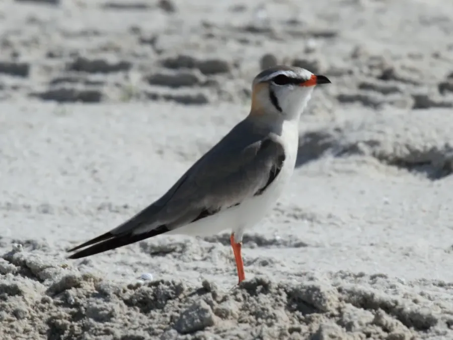 File:Grey Pratincole, Glareola cinerea.jpg