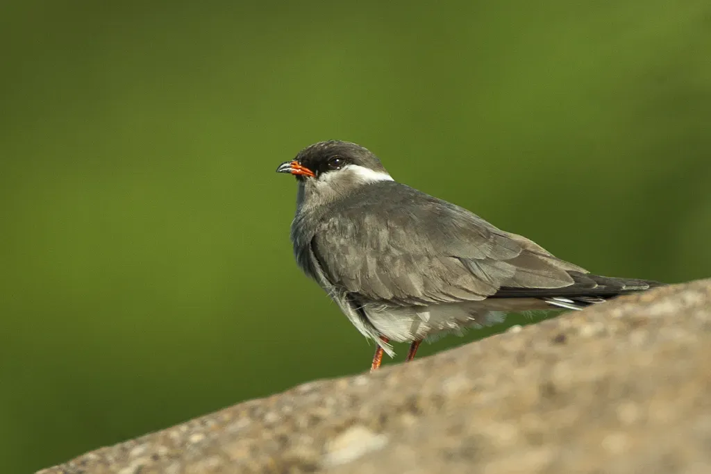 File:Rock Pratincole (Glareola nuchalis).jpg